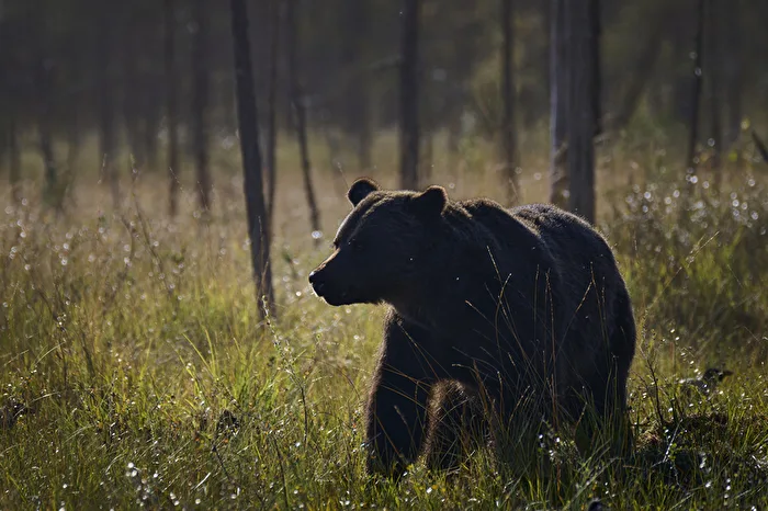 Contours d'ours en contre-jour