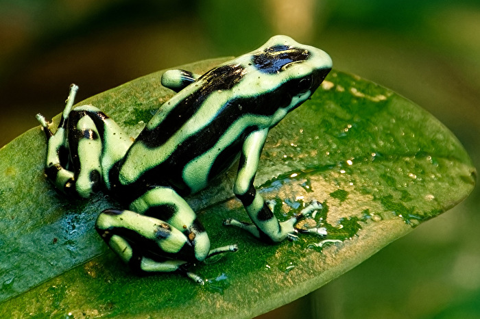 Frosch