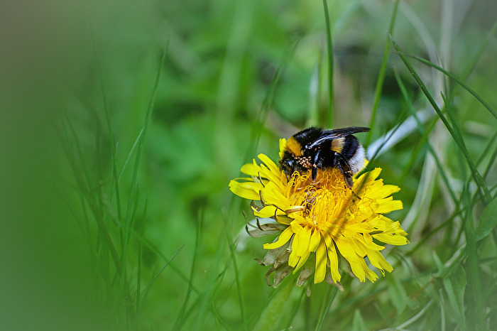 Auf die Pollen, fertig, los,...