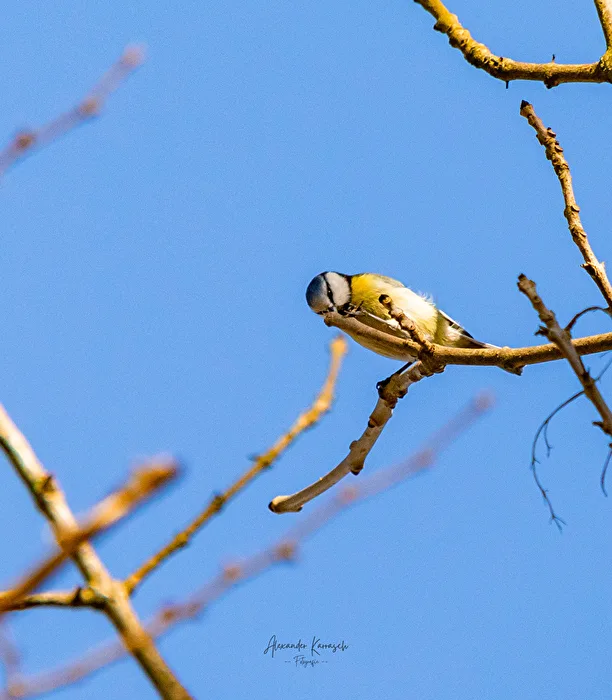 Blue Tit