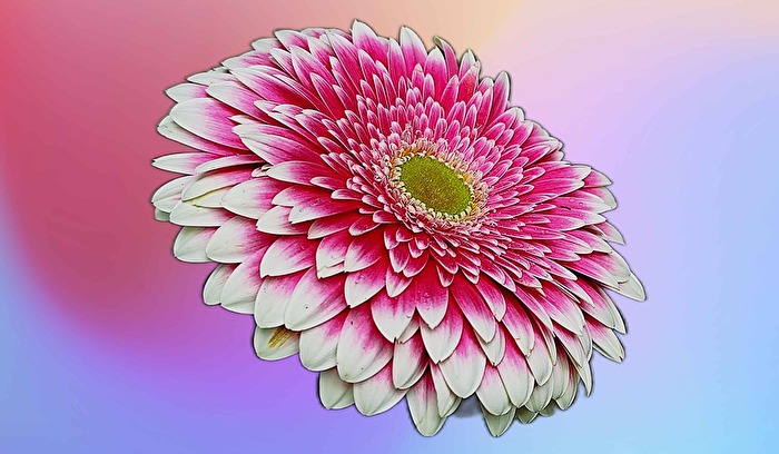 Gerbera