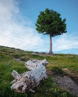 Baum voraus