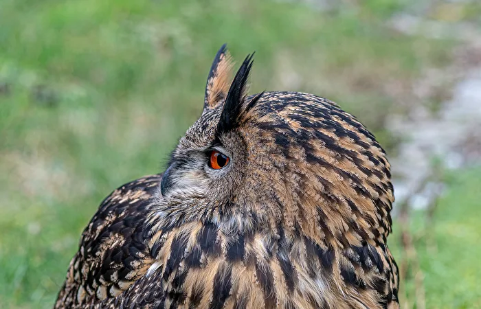Eurasian Eagle-Owl
