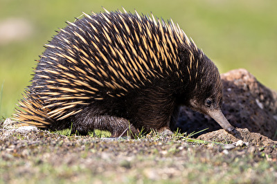 Echidna (Ameisenigel)