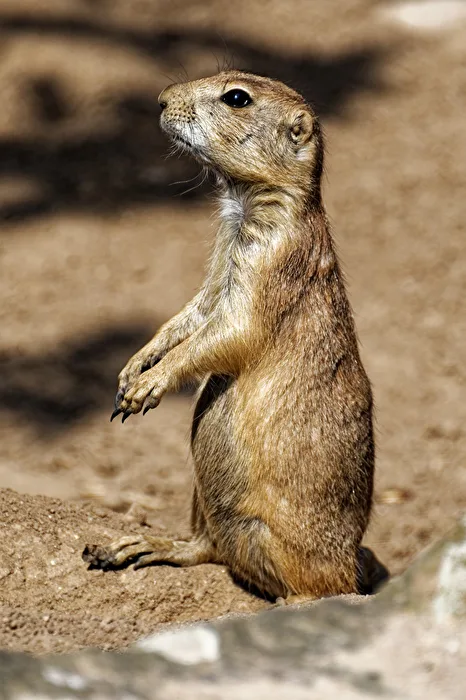 Meerkat
