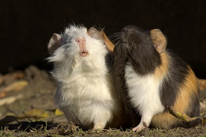 Guinea Pig
