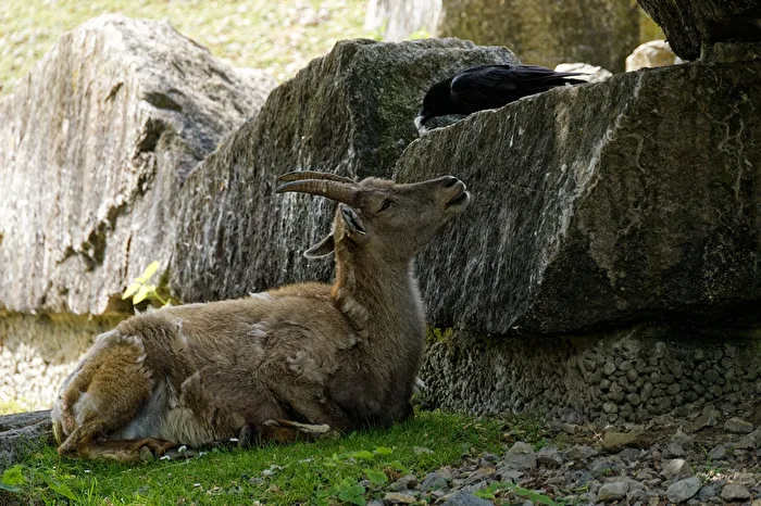 Alpensteinbock