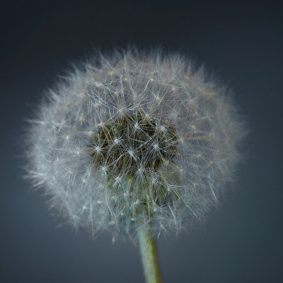 Pusteblume