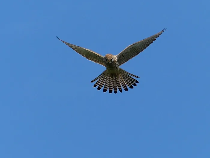 Oiseau I