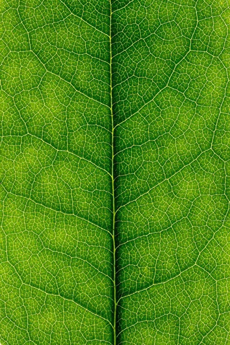 grüne Texturen - Rhododendron