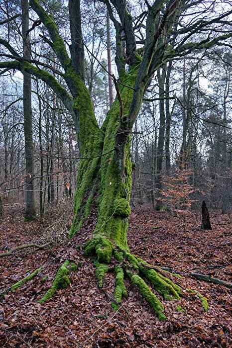 A Dream in Green