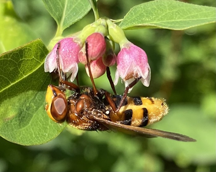 Insekten