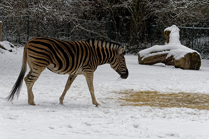 Zebra