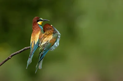 Annäherung