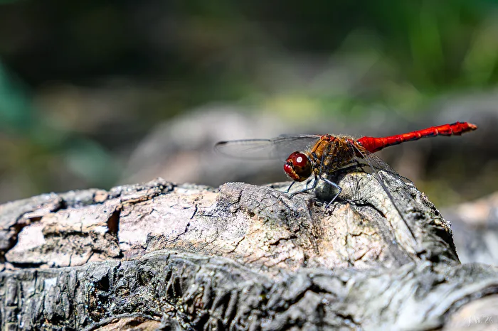 Rote Heidelibelle auf Baumstamm