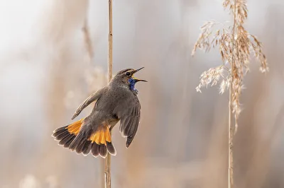 Blaukehlchen