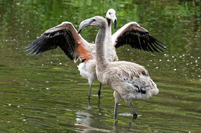 young flamingos