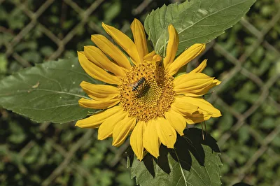 Sonnenblume