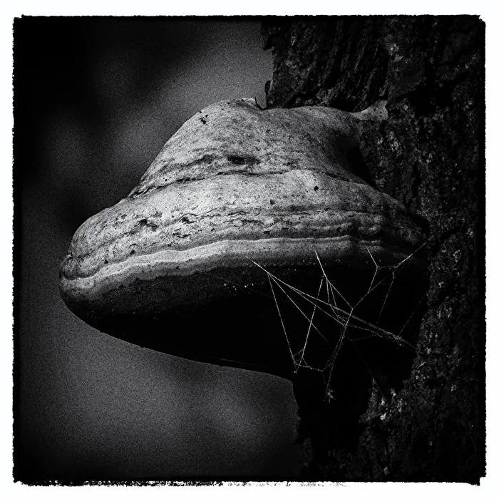 Pilz...