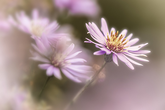 Aster