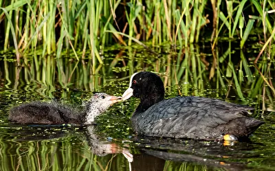 Blässhuhn (Fulica atra) mit einem Jungen
