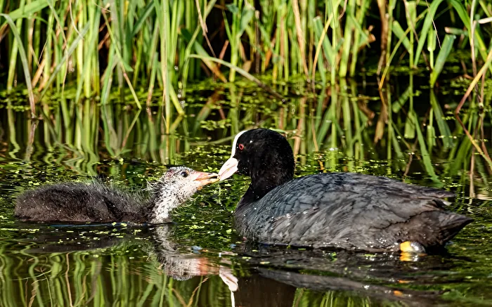 Coot (Fulica atra) with a young one