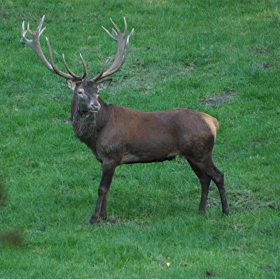 Hirsch