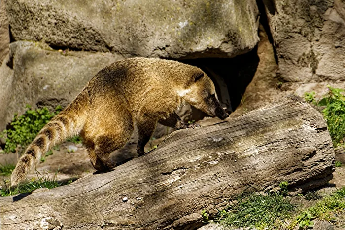 Coati