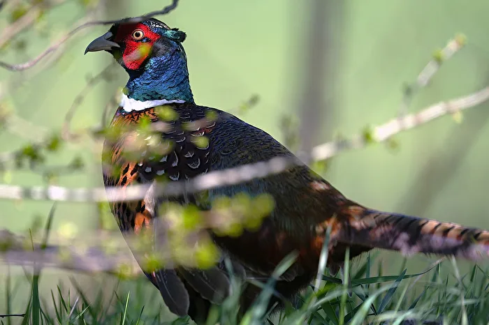 Pheasant