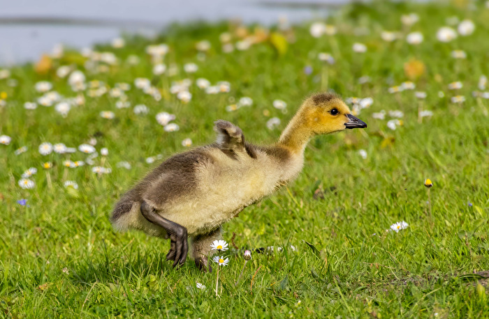 Bringt die auch der Storch?