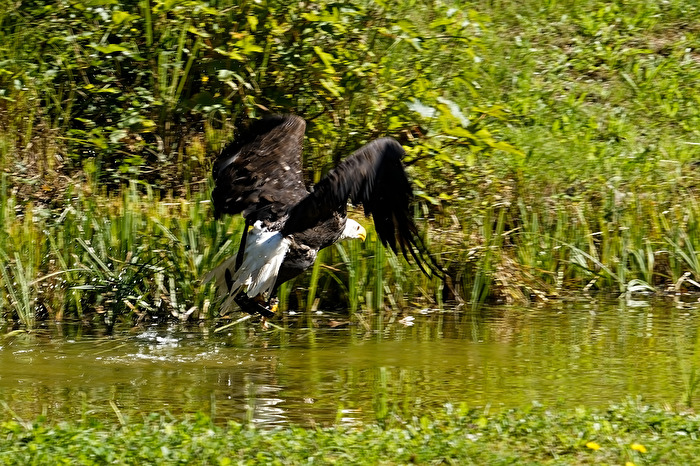 Weißkopfseeadler