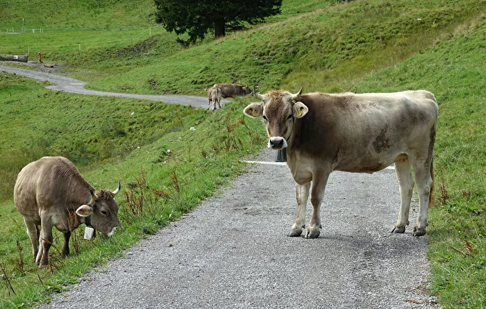 You shall not pass here