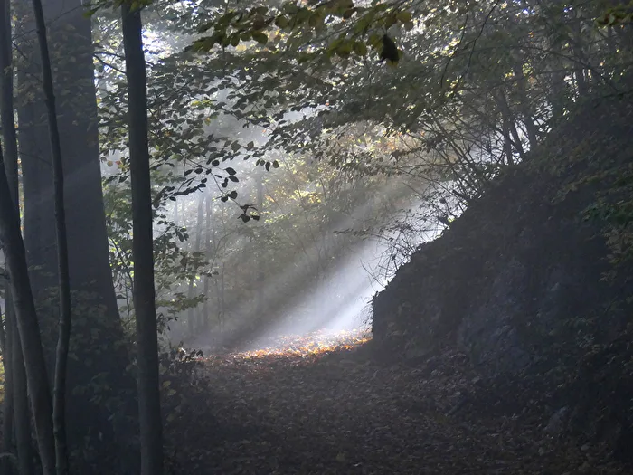 the forest, the path, the fog, and the light