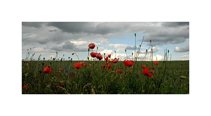 Poppy