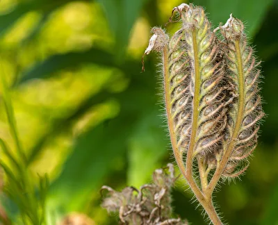 Unterwegs im Garten