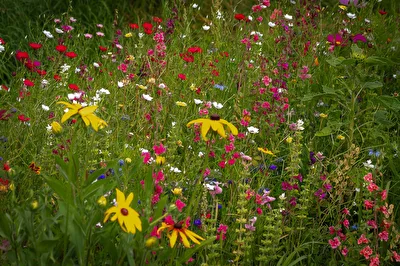 Sommerwiese