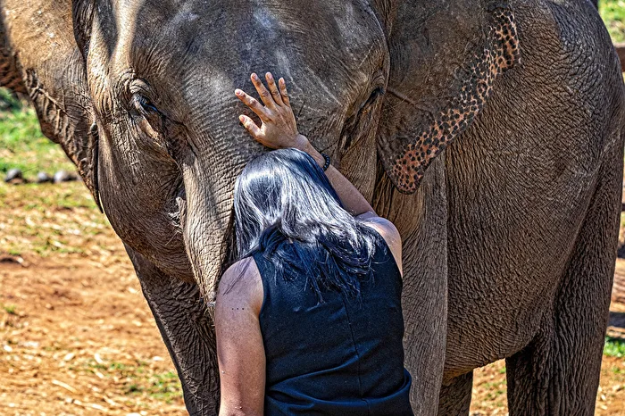 Patara Elephant Farm Clinic