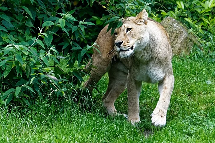 Lion