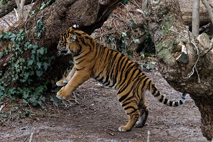 young tiger