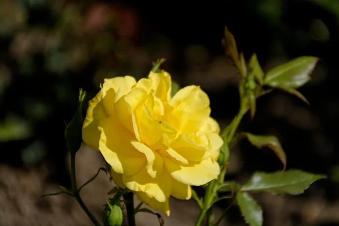 Rose