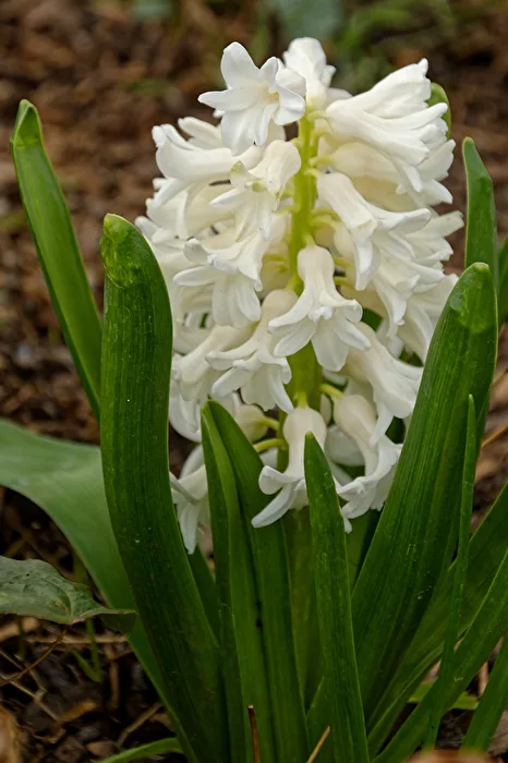 Hyacinth