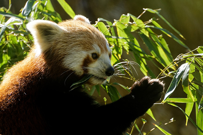 Roter Panda