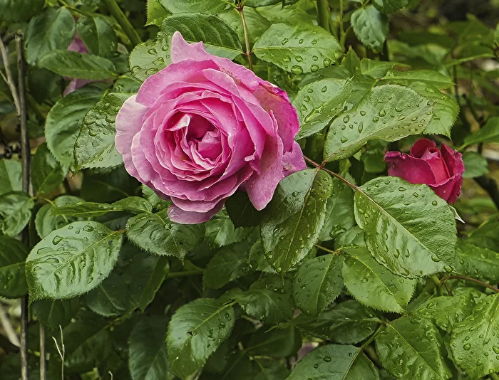 Rose 1