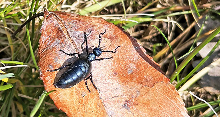 Schwarzblauer Ölkäfer