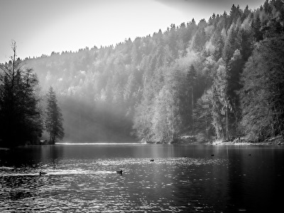 Novembergrau mit Sonnenstrahl