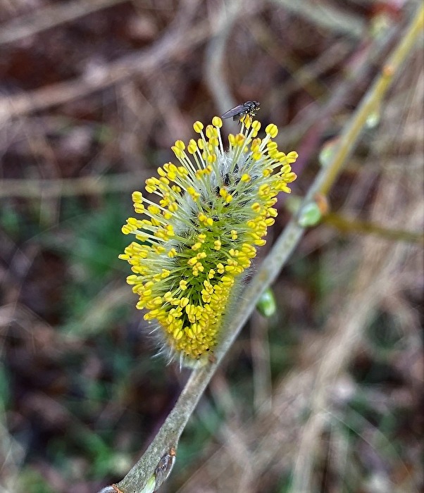 Blüte mit Fliege