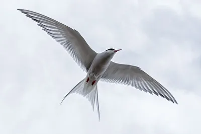 Küstenseeschwalbe (Flugbild)