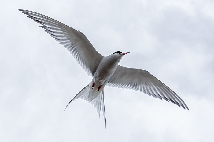 Küstenseeschwalbe (Flugbild)