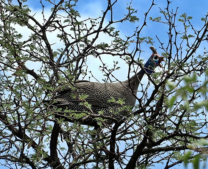 Helmperlhuhn