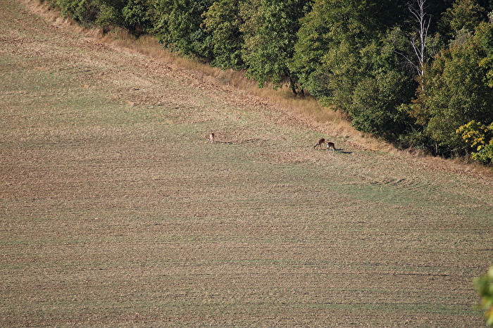 Rehwild bei Balgstädt